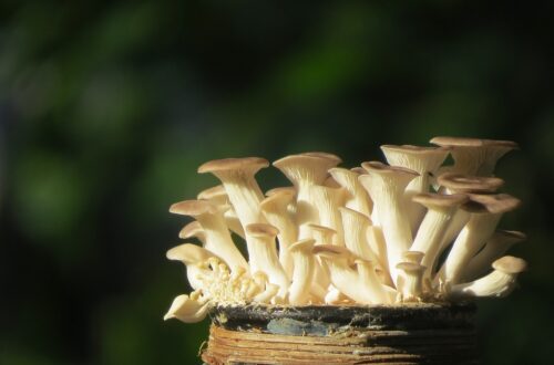 Blue Oyster Mushroom